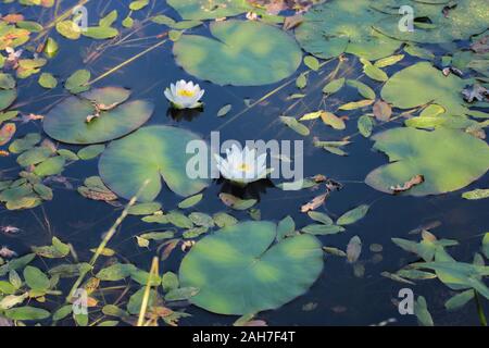 Weiße Seerosen auf dem Teich. Wasserpflanzen. Schöne weiße Seerosen mit einem gelben mitten im Wasser zwischen den Blättern. Stockfoto