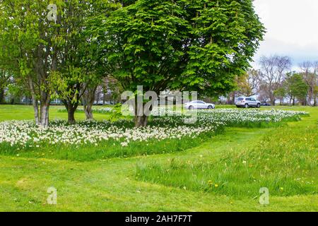 27. April 2017 Betten der weißen Narzisse unter den Bäumen auf einem grasigen Hang im öffentlichen Park an der Barnett's Desmesne Belfast Ende April.. Stockfoto