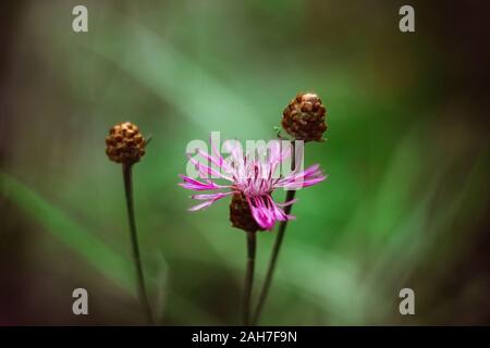 Rosa wiese Kornblume auf einem hellen Grün verschwommenen Hintergrund. Wiese Blume braun Flockenblume mit braunen Knospen. An einem sonnigen Sommertag. Close-up, Seitenansicht. Stockfoto