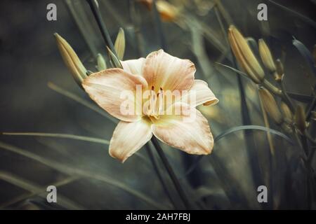 Rosa orange Daylily auf grünem Hintergrund. Lachs Hemerocallis mit strukturierter verlässt. Ansicht von oben Makro. Garten Pflanzen. Stockfoto