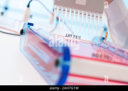 Laden von Samples und läuft einem Agarosegel für Elektrophorese Gelelektrophorese ist der Standard lab Verfahren zur Trennung von DNA Stockfoto