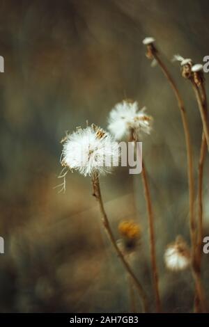 Flauschige weiße Blume herbst Löwenzahn, Herbst hawkbit auf Gelb Grün verschwommenen Hintergrund. Close-up Makro, Seitenansicht. Stockfoto