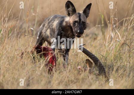 Afrikanischer Wildhund (Lycaon pictus) mit roten Letschwe töten, die von einem Leopard im Moremi NP (khwai), Botswana gestohlen wurde Stockfoto