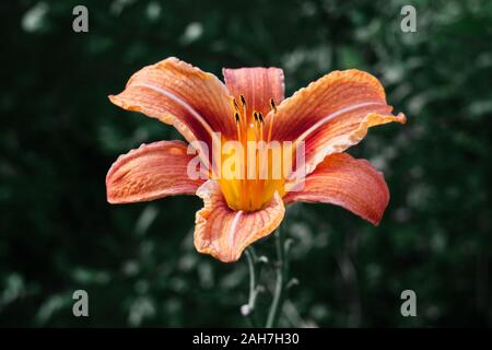 Helle, schöne orange daylily Blume auf grünem Hintergrund. Lily, hemerocallis mit gelben Staubgefäßen und schwarz orange rot Blütenblätter. Garten Pflanzen. Stockfoto