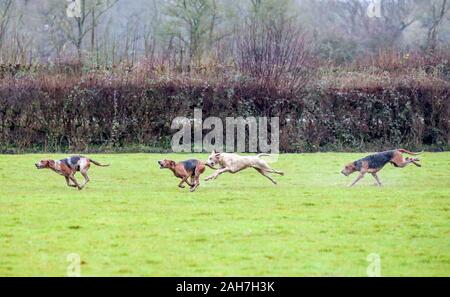 Jagdhunde während der Alten Surrey Burstow und West Kent Boxing Day Hunt in Edenbridge, Kent. Stockfoto