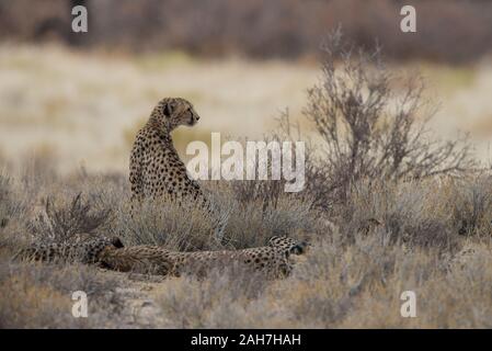 Gepard (Acinonyx jubatus)Familie in Kgalagadi NP (Nossob), Südafrika Stockfoto