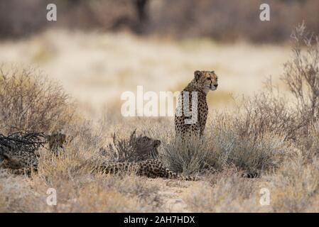 Gepard (Acinonyx jubatus)Familie in Kgalagadi NP (Nossob), Südafrika Stockfoto