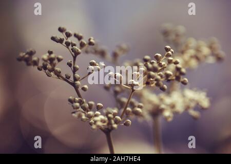 Mädesüß auf Pastell lila Hintergrund mit Bokeh. Schönen lila Blumen Sommer Hintergrund. Weiße knospen Mädesüß, Filipendula, fabrikantenvilla Stockfoto