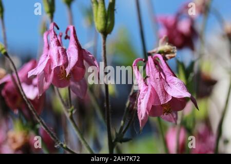 Schöne rosa Aquilegia Blume auf grün blau Hintergrund schliessen. Natürliche Blumen Sommer Hintergrund. Rosa Columbine in den Ziergarten, Makro. Stockfoto