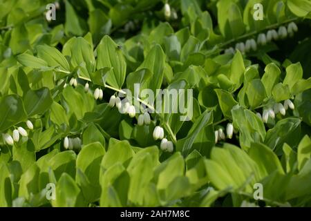 Grünes Blatt Textur. Die Kantigen Salomo Dichtung, Bell im Garten an einem Sommertag auf einem grünen Hintergrund. Stockfoto