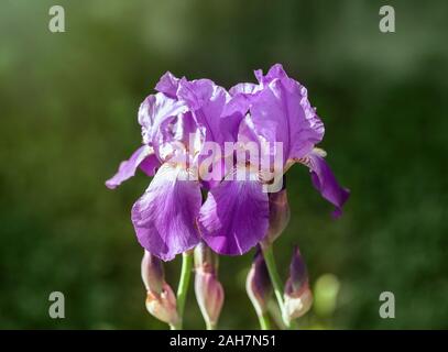 Zwei lila Schwertlilien im Garten. Schöne Iris Blume Sorten Violett Harmonie. Purple Iris Nahaufnahme. Sonnenlicht fällt auf die Blumen. Stockfoto