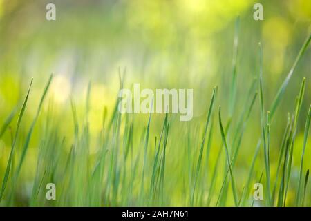 Helle grüne Gras, dünnen Klingen auf verschwommenes Grün bokeh, grünen Hintergrund an sonnigen Frühlings- oder Sommertag. Schönheit der natürlichen Umwelt Konzept. Stockfoto