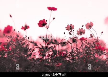Landschaft mit Cosmos, Herbst. Gelbe Blume blühen im Feld, Vintage warmer Ton. freie und freudige Konzept Idee Hintergrund Stockfoto