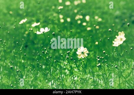 Landschaft mit Cosmos, Herbst. Gelbe Blume blühen im Feld, Vintage warmer Ton. freie und freudige Konzept Idee Hintergrund Stockfoto