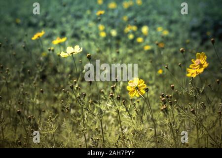 Landschaft mit Cosmos, Herbst. Gelbe Blume blühen im Feld, Vintage warmer Ton. freie und freudige Konzept Idee Hintergrund Stockfoto