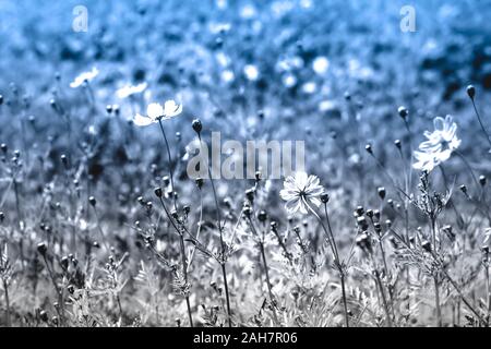 Landschaft mit Cosmos, Herbst. Gelbe Blume blühen im Feld, Vintage warmer Ton. freie und freudige Konzept Idee Hintergrund Stockfoto