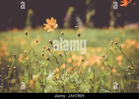 Landschaft mit Cosmos, Herbst. Gelbe Blume blühen im Feld, Vintage warmer Ton. freie und freudige Konzept Idee Hintergrund Stockfoto