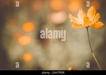 Landschaft mit Cosmos, Herbst. Gelbe Blume blühen im Feld, Vintage warmer Ton. freie und freudige Konzept Idee Hintergrund Stockfoto