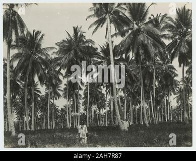 Sansibar, zwei Männer in einer Lichtung im Kiefernwald. Die Rückseite des Bildes trägt den Stempel der A. G. Gomes & Sohn, Sansibar, circa 1938. 2000/084/1/1/6/5/295. Stockfoto