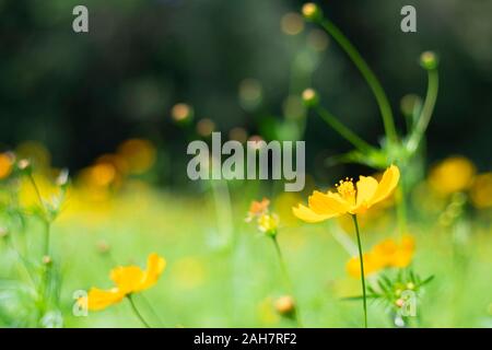 Landschaft mit Cosmos, Herbst. Gelbe Blume blühen im Feld, Vintage warmer Ton. freie und freudige Konzept Idee Hintergrund Stockfoto