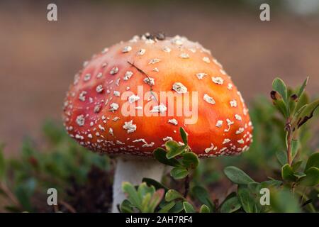 Close up über giftige und halluzinogenen Pilzen Agaric in ihren natürlichen Lebensräumen zu fliegen. Stockfoto