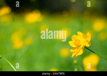 Landschaft mit Cosmos, Herbst. Gelbe Blume blühen im Feld, Vintage warmer Ton. freie und freudige Konzept Idee Hintergrund Stockfoto