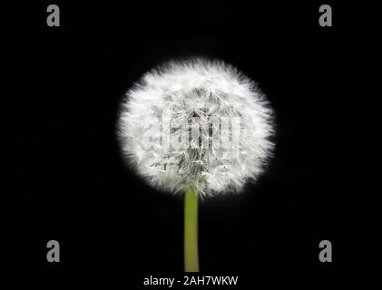 Weiß Löwenzahn auf isolierten schwarzen Hintergrund. Flauschige Löwenzahn Samen. Löwenzahn Nahaufnahme Makro. Ein Blick auf eine blühende Blume Leiter der Löwenzahn Stockfoto