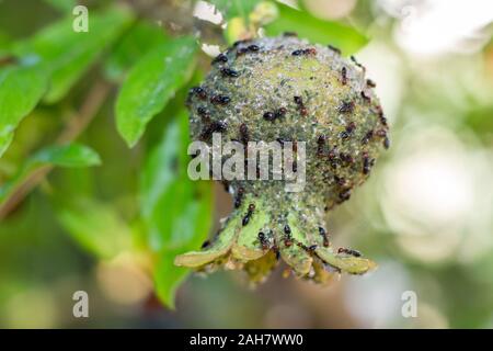 Blattläuse auf den Granatapfel, dass Ameisen angezogen Stockfoto