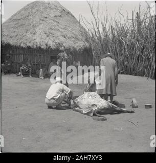 Kenia, Ruel: KuriaSkimming, circa 1958. 2012/001/6/2/23 C. Stockfoto