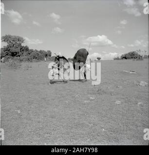 Kenia, Ruel: KuriaYouths im Kampf, circa 1958. 2012/001/6/2/34 E. Stockfoto