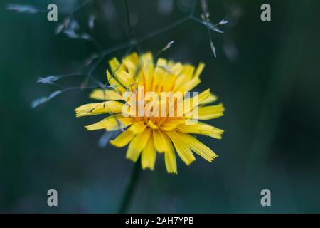 Flauschig gelbe Blume herbst Löwenzahn auf Blau verschwommenen Hintergrund. Close-up Makro, Seitenansicht. Herbst hawkbit. Stockfoto