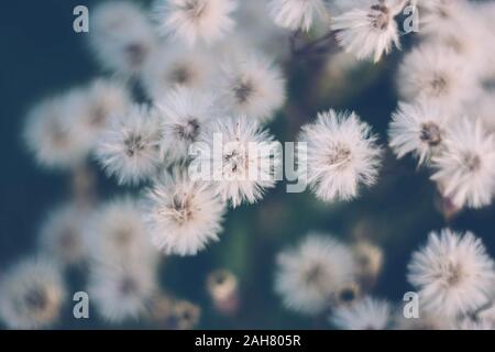 Flauschigen weißen Blumen Berufkraut, Dürrwurz, erigeron canadensis, kanadische Berufskraut, conyza canadensis, Colte - Schwanz auf einem Blau Grün verblasst Hintergrund Stockfoto