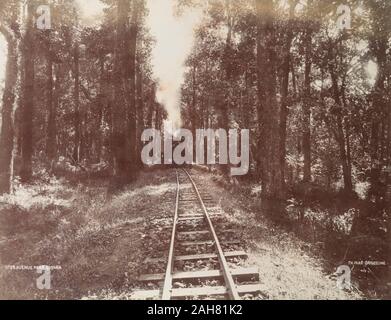 Indien, eine Dampfmaschine Ansätze durch eine Allee der Bäume. Die Strecke ist Teil der Darjeeling Hill Railway in der Nähe von Sookna, West Bengal. Gedruckte Legende: Nr. 39. AVENUE in der Nähe von SOOKNATH. PAAR. DARJEELINGOriginal Manuskript Bildunterschrift: Avenue in der Nähe von SooknaDarjeeling Eisenbahn, ca. 1900. 2003/071/1/1/3/22. Stockfoto