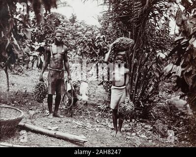 Nigeria, Kennzeichnung auf der Rückseite: "Nein. 1 die Ernte der palm Mutter für Öl". Ein Mann und eine Frau tragen Trauben von Palmöl Muttern für die Afrikanische Öl Muttern Unternehmen, [ c 1920 s]. 2000/098/2/24. Stockfoto