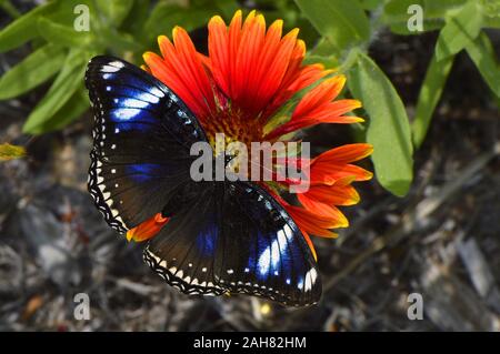 Blue Diadem Schmetterling lateinischer Name Hypolimnas salmacis und Decke Blume lateinischer Name gaillardia pulchella Stockfoto