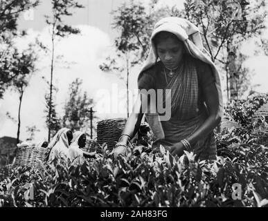 Sri LankaCeylon, Tamil Tee-Picker. Eine junge tamilische Frau holt Kaffee schießt auf einen Kaffee in die Berge. Ihre utilitaristische Berufsbekleidung betont ihren Schmuck; eine reich verzierte Halskette, arm Armreifen und jewelled Nasen Bolzen. In der Nähe von Kandy, Ceylon (Sri Lanka), 1957. Bildunterschrift lautet "ZUPFEN TEE', 1957. 2005/010/1/3/90. Stockfoto