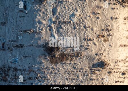 Hintergrund Der grüne Zweige aus Fichtenholz. Aspen Baumrinde detaillierte Textur Stockfoto