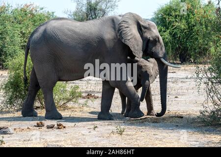 Afrikanische Elefant watchful der jungen Kalb (Loxodonta Africana) im Chobe National Park, Botswana, Südafrika Stockfoto