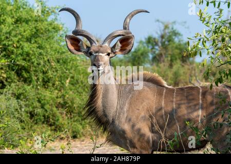 Männliche größere Kudu (Tragelaphus strepsiceros) stehen in Bush im Chobe National Park, Botswana, Südafrika Stockfoto