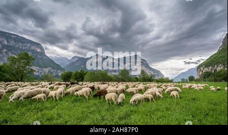 Herde Schafe auf der Wiese. Trentino Alto Adige, Norditalien, Europa. Ovis Aries. Stockfoto