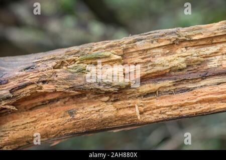 Makro Nahaufnahme von morschen Holz der Ast. Nicht gut auf seine eigenen brennen diese 'punk Holz" kann getrocknet und verkohlten und als Feuer verwendet werden Zunder Stockfoto