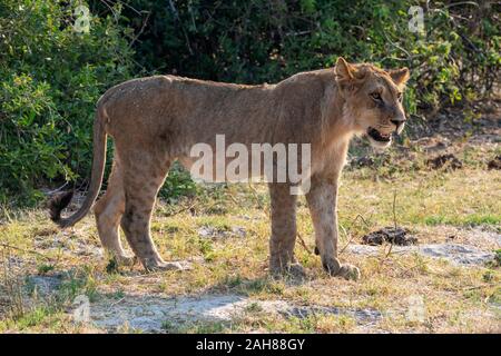 Junger männlicher Löwe (Panthera leo) Unterwegs in Chobe National Park, Botswana, Südafrika Stockfoto