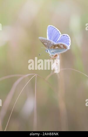 Eine gemeinsame Blauer Schmetterling (Polyommatus Icarus) ruht auf Gräsern und Blumen in der Mitte Sommer, Northumberland, Großbritannien. Stockfoto