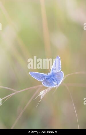 Eine gemeinsame Blauer Schmetterling (Polyommatus Icarus) ruht auf Gräsern und Blumen in der Mitte Sommer, Northumberland, Großbritannien. Stockfoto