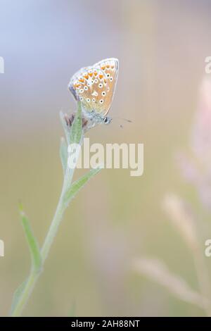 Eine gemeinsame Blauer Schmetterling (Polyommatus Icarus) ruht auf Gräsern und Blumen in der Mitte Sommer, Northumberland, Großbritannien. Stockfoto