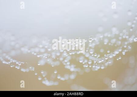 Spinnennetz, detail Makro abstraktes Bild. Stockfoto