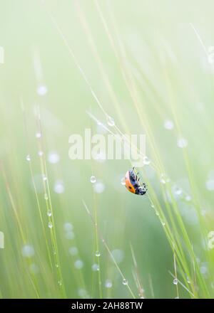 Rot und Schwarz gefleckt Lady Bird insekt Klettern ein Stamm von Gerste mit einem Regentropfen auf der Rückseite mit Regentropfen Glitzern auf dem Erntegut. Stockfoto