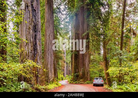 Kurvenreiche Piste im Redwood National Park Kalifornien USA Stockfoto