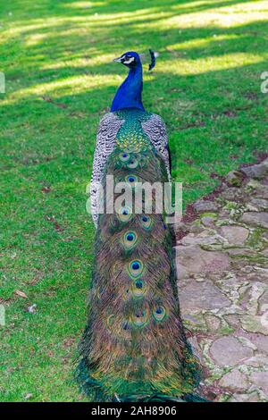 Indische Pfau (Pavo cristatus), bunten Schwanz Stockfoto