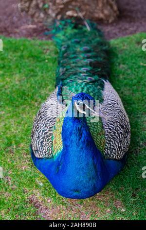 Indische Pfau (Pavo cristatus), Leiter Porträt, Festlegung auf grünem Gras Stockfoto